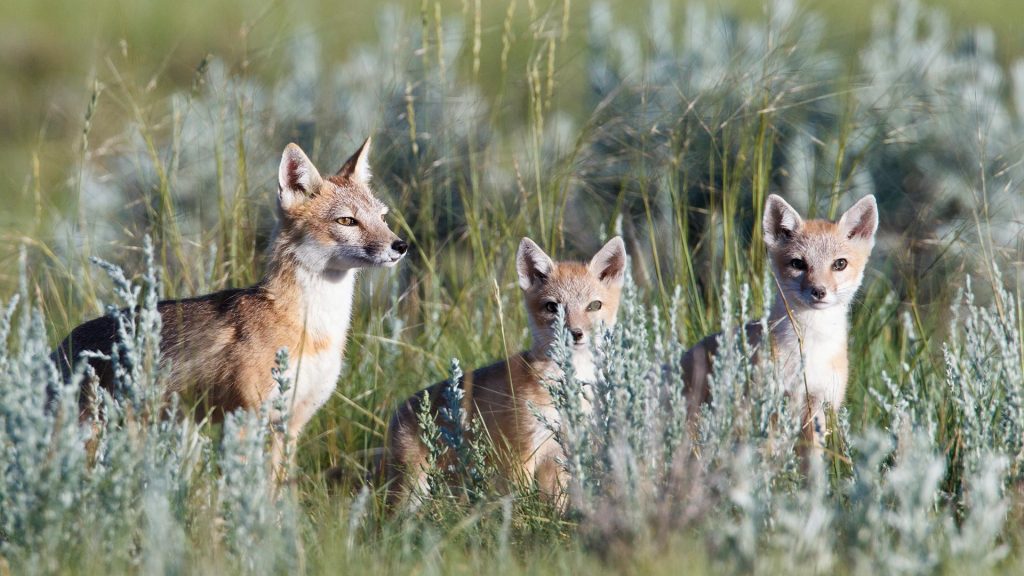 Prairies Fox