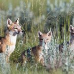 Prairies Fox