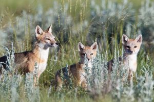 Prairies Fox