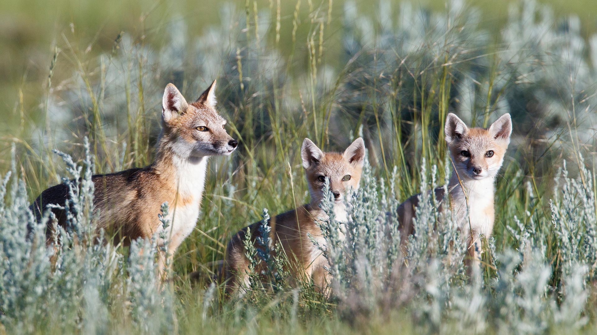 Prairies Fox