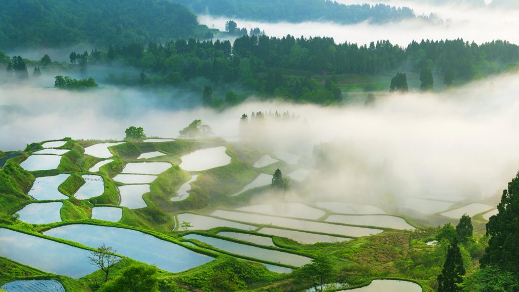 Rice Terrace – Bing Wallpaper Download