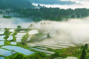 Rice Terrace