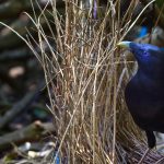 Satin Bowerbird