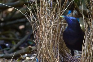 Satin Bowerbird