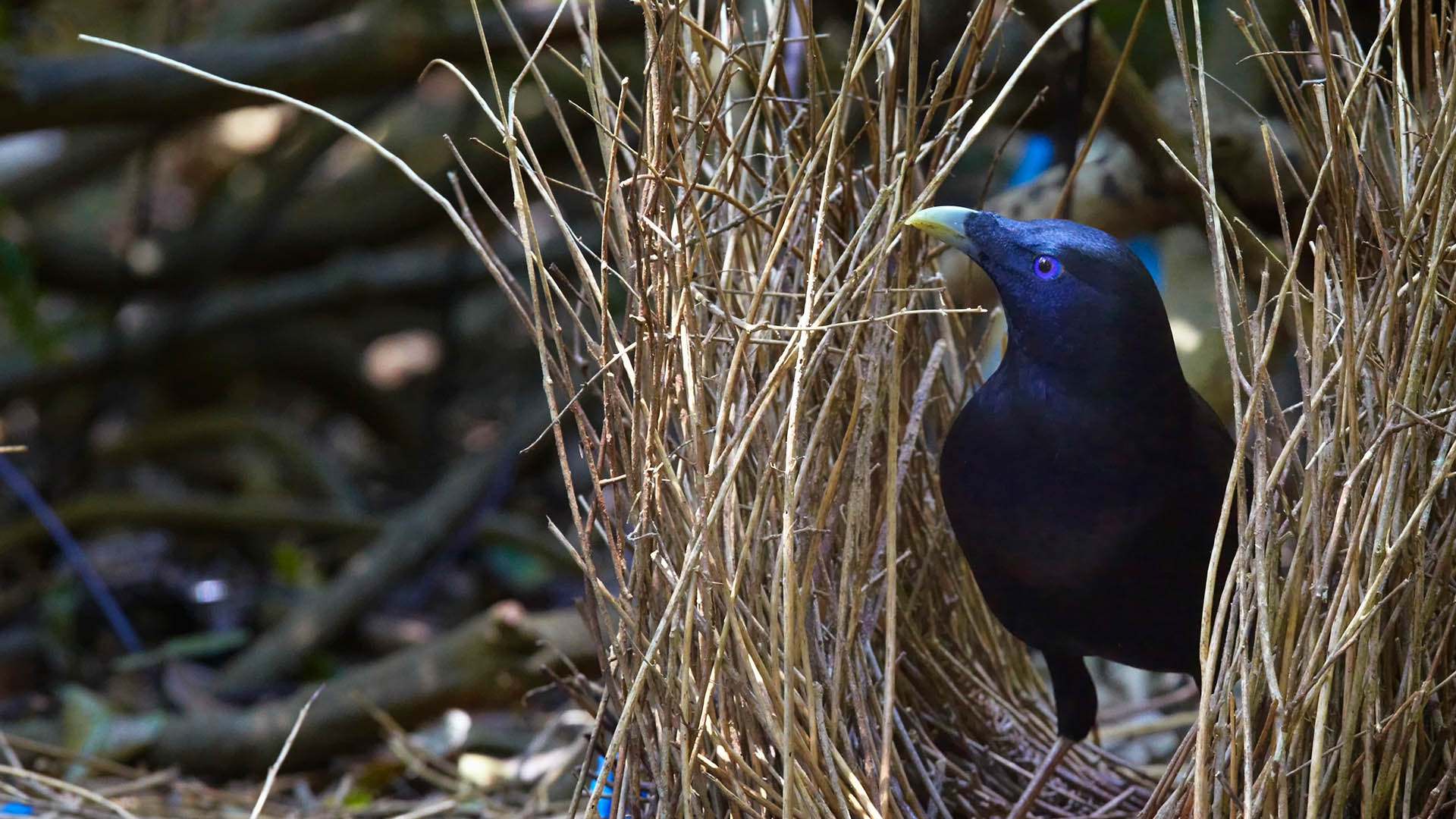 Satin Bowerbird