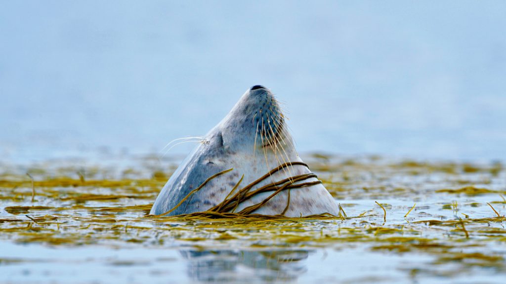 Scotland Harbour Seal