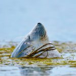 Scotland Harbour Seal