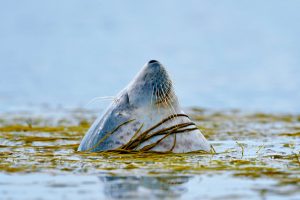 Scotland Harbour Seal