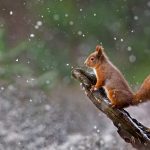 Scottish Squirrel