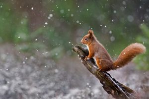 Scottish Squirrel