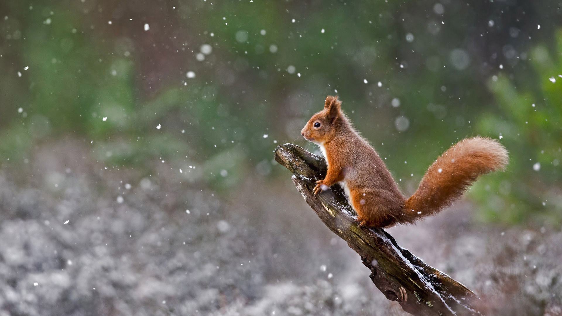 Scottish Squirrel