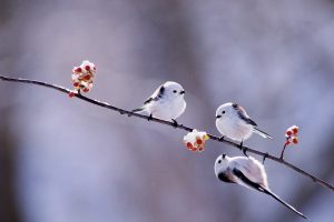 Long-tailed Tits