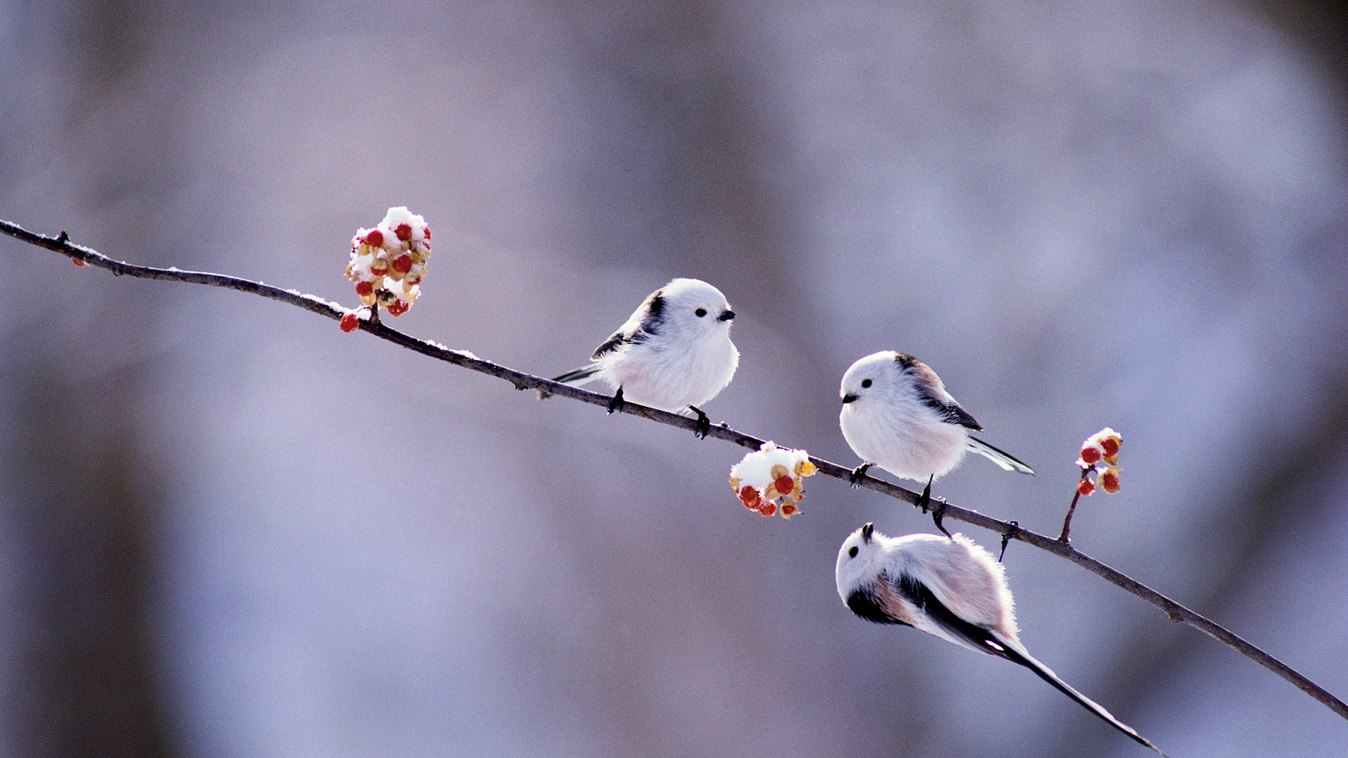 Long-tailed Tits