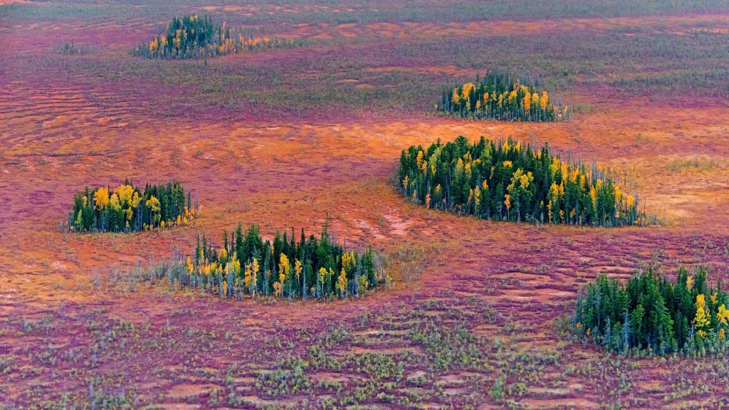 Siberia Foliage