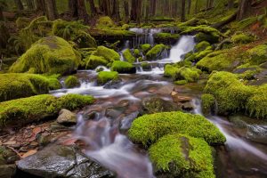 Sol Duc Valley