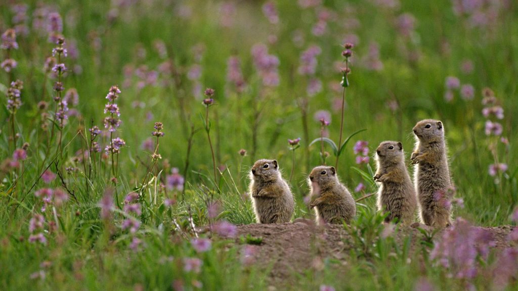 Spermophilus Armatus