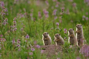 Spermophilus Armatus