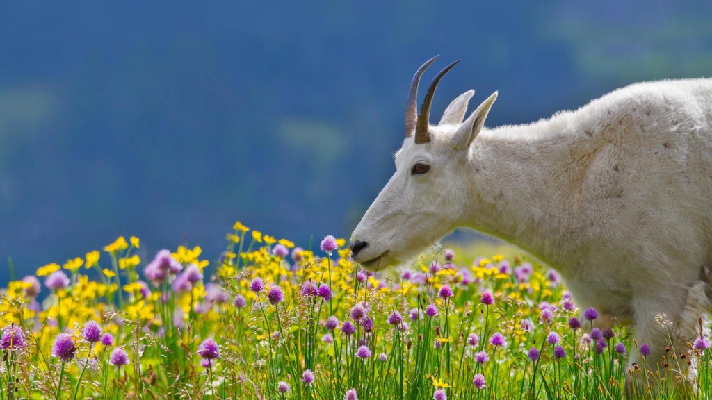 Spring Goat – Bing Wallpaper Download