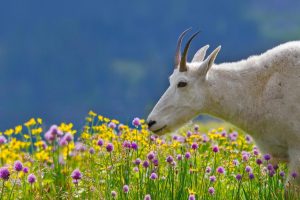 Spring Goat