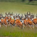 Springbok Herd