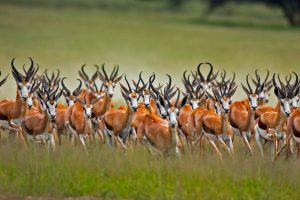 Springbok Herd