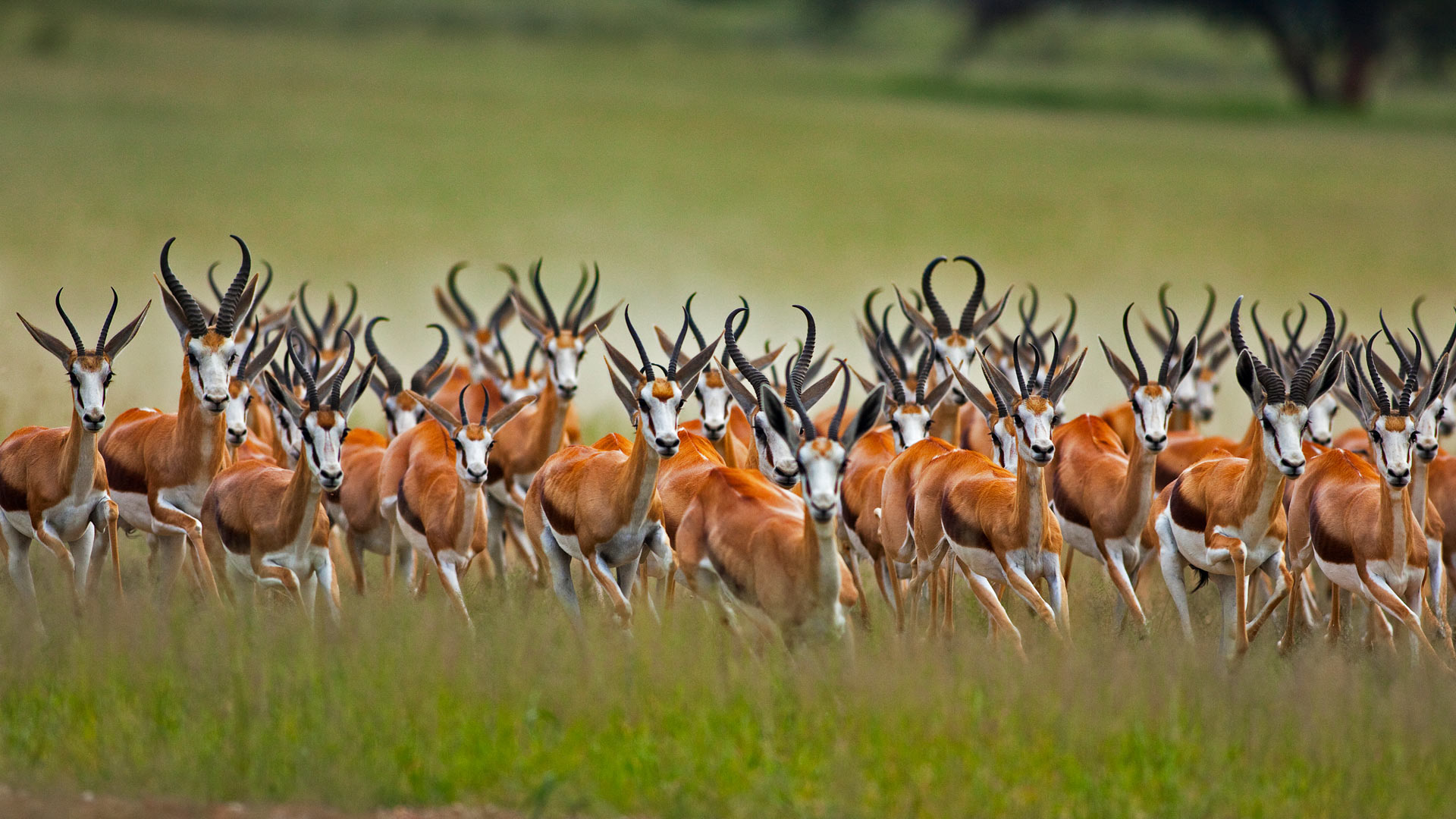 Springbok Herd