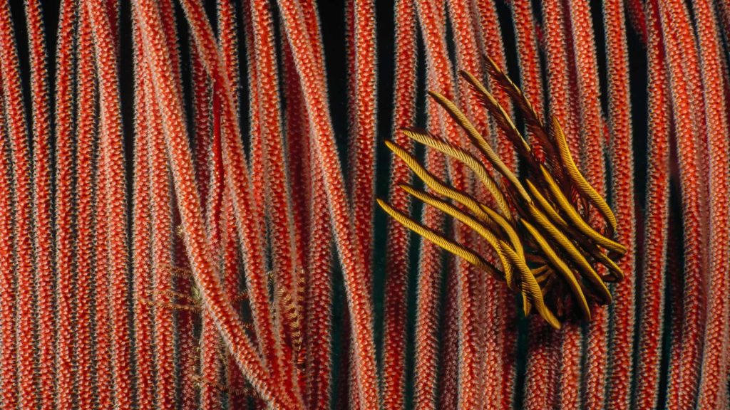 Star Gorgonian