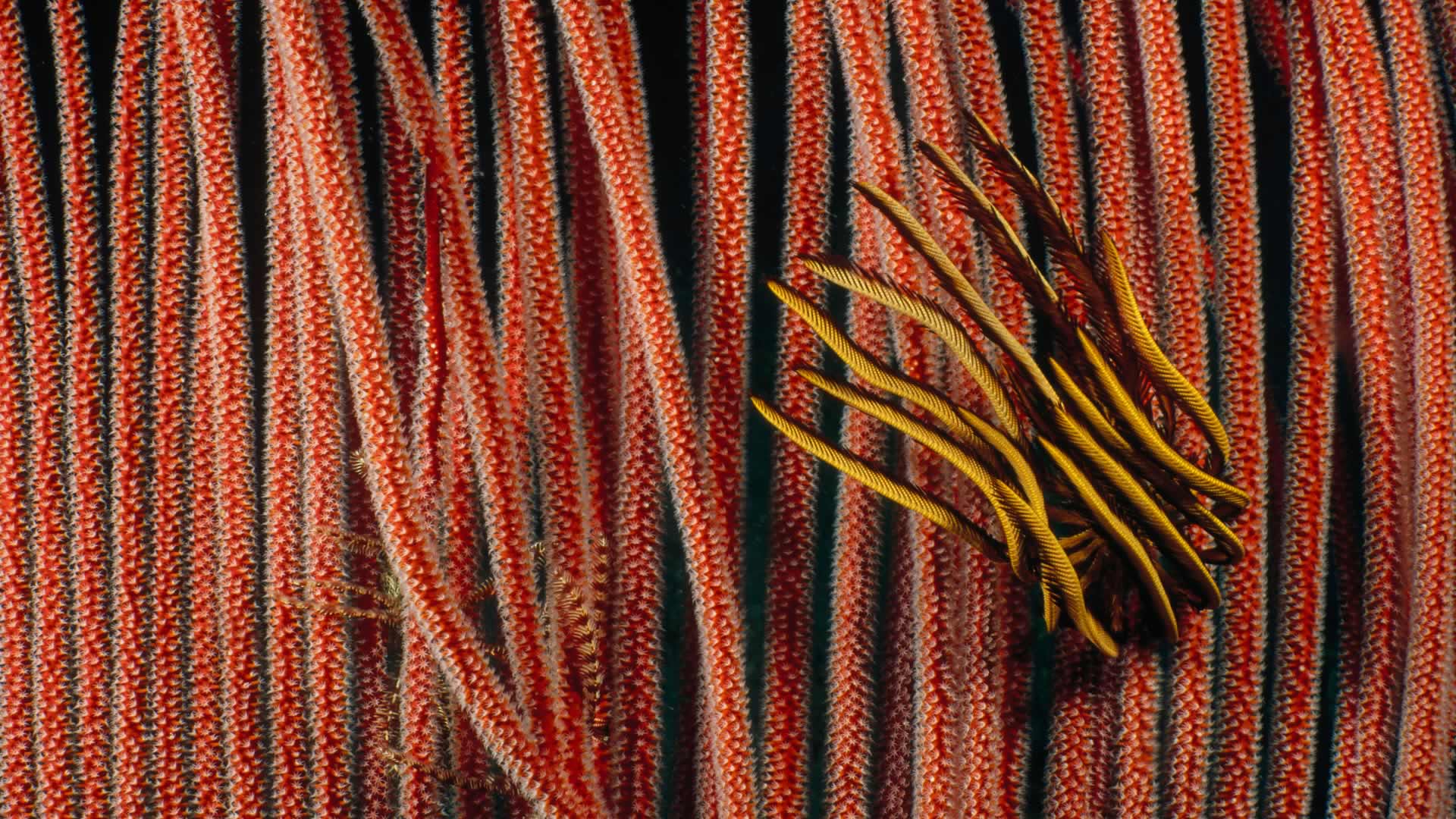 Star Gorgonian