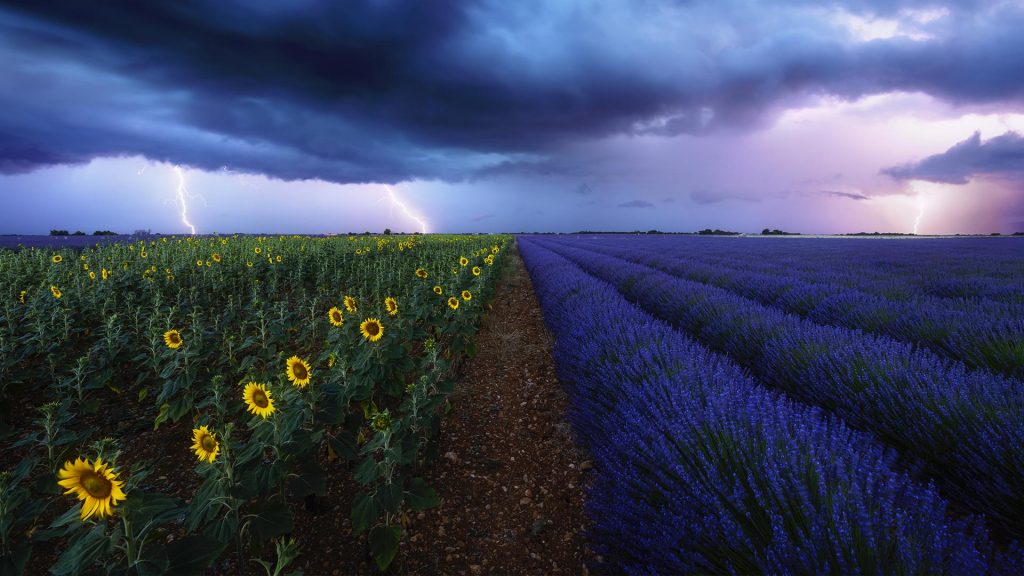 Sun Flowers Storm