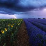 Sun Flowers Storm