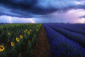 Sun Flowers Storm