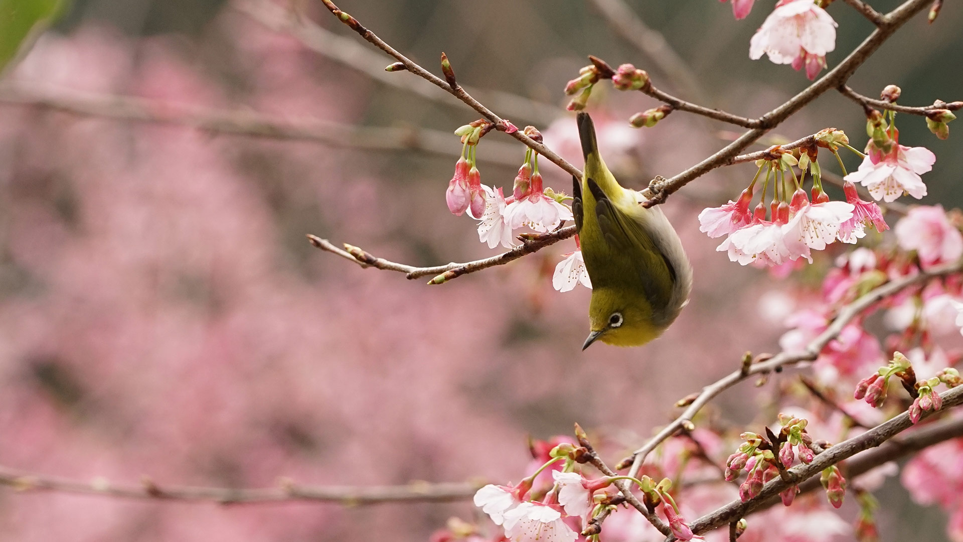 Ting Sakura