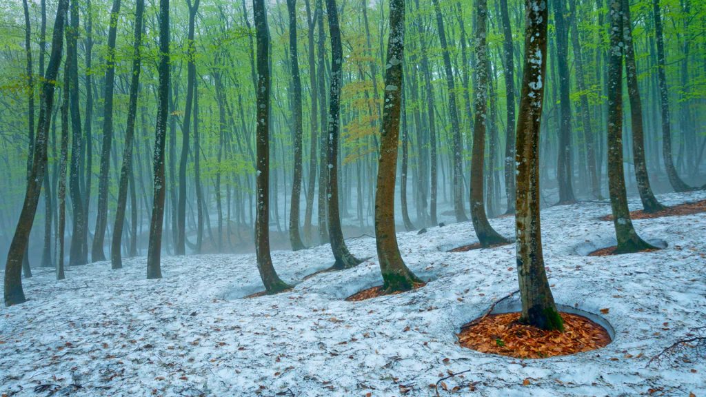 Tokamichi Beech Forest