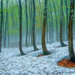 Tokamichi Beech Forest