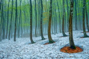 Tokamichi Beech Forest