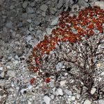 Trailing Azalea