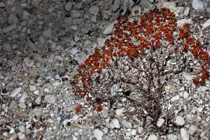 Trailing Azalea