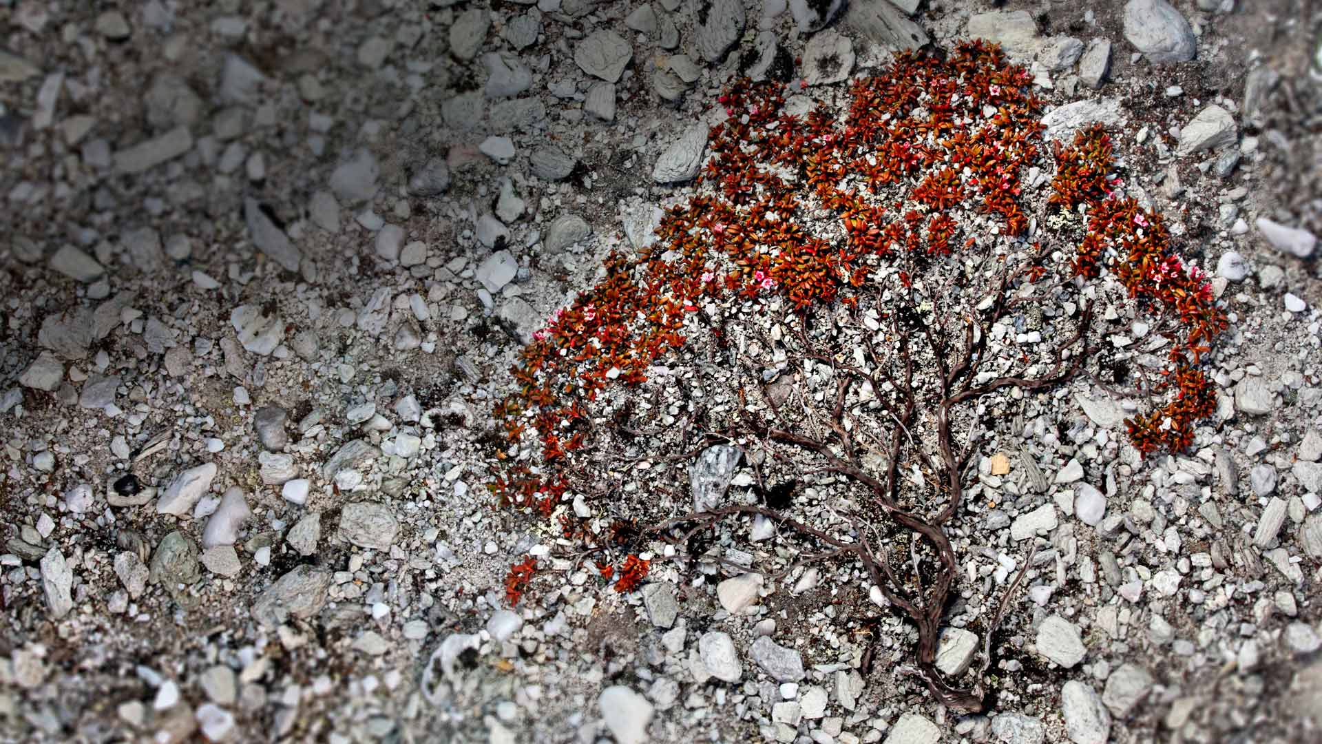 Trailing Azalea