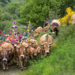 Transhumance Lozere