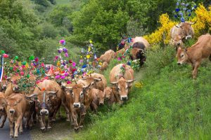 Transhumance Lozere