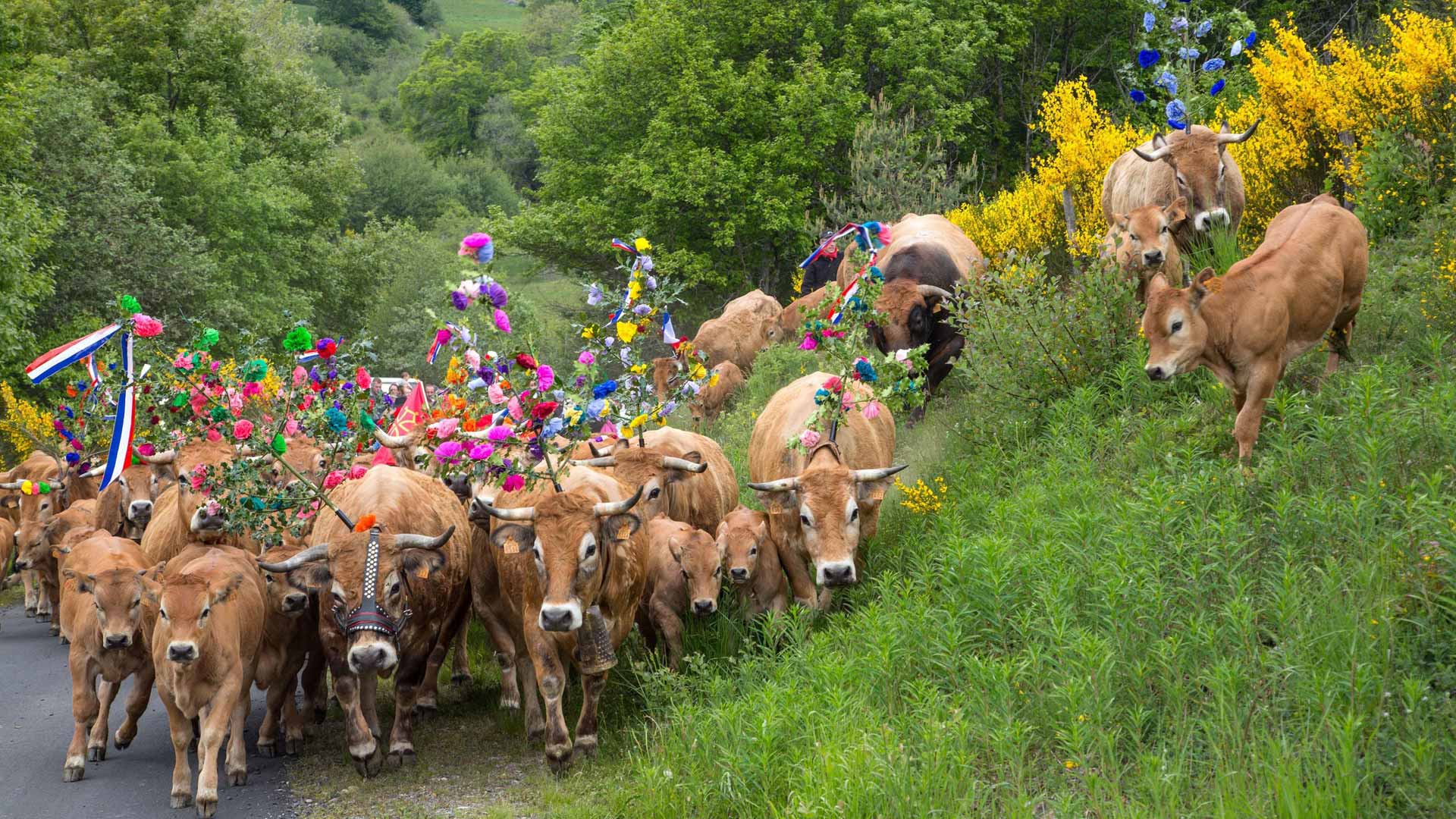 Transhumance Lozere