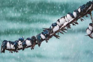 Tree Swallows