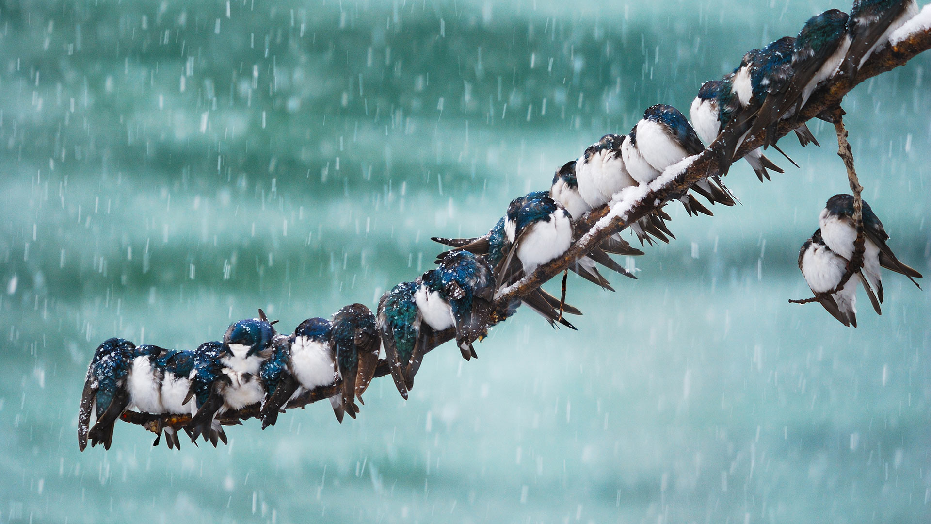 Tree Swallows