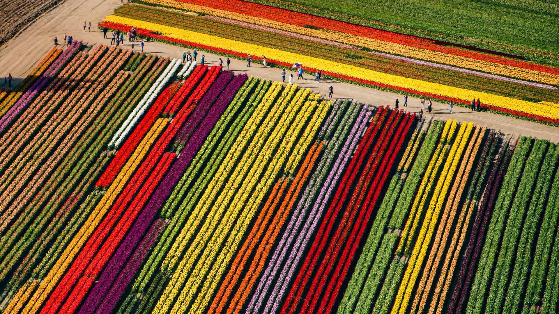 Tulip Festival