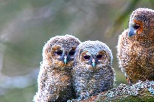 Young Tawny Owls