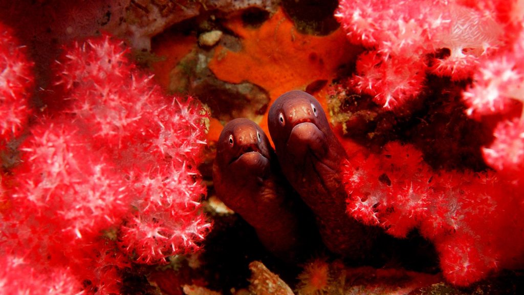 White Eyed Moray