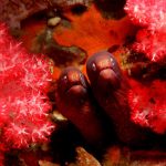 White Eyed Moray