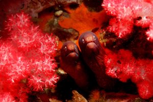 White Eyed Moray