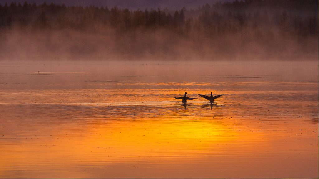 White Swan