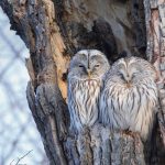 Winter Owls